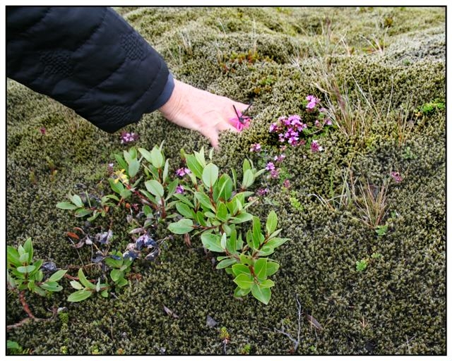 islande sable de Myrdalur 3316 (Small).jpg